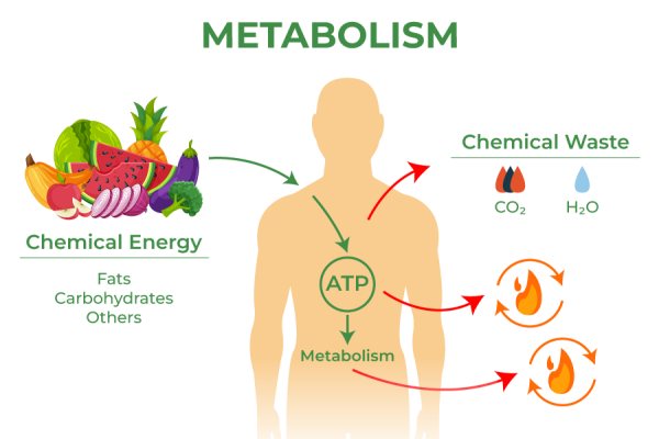 ความสำคัญของการเผาผลาญในกระบวนการลดน้ำหนัก